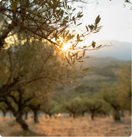 Sunlight through olive branches in a Messinian grove