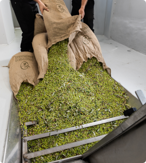 Olives entering the production line at Thanopoulos Olive Mill